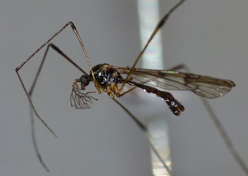 Gynoplistia (Gynoplistia) pygmaea