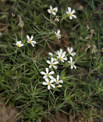 Leptosiphon nuttallii pubescens