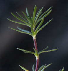Leptosiphon nuttallii pubescens