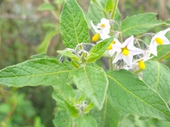 Solanum interandinum