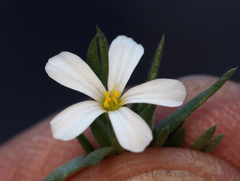 Leptosiphon nuttallii pubescens