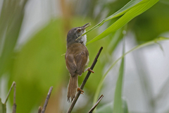 Prinia rufescens
