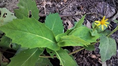 Senecio velleioides