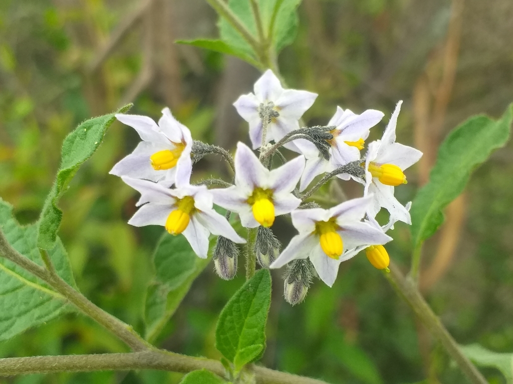 Black nightshade