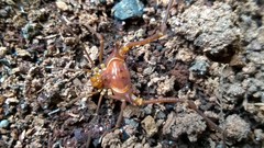 Krateromaspis dilatata