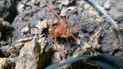 Krateromaspis dilatata