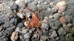 Krateromaspis dilatata