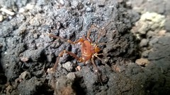 Krateromaspis dilatata