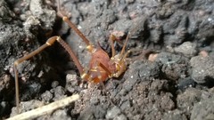 Krateromaspis dilatata