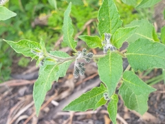 Solanum interandinum