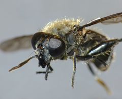 Helophilus montanus