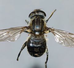 Helophilus montanus