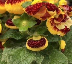 Calceolaria × herbeohybrida