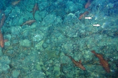 Psolus squamatus