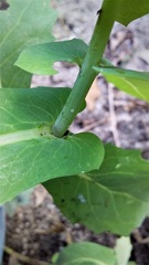 Senecio velleioides