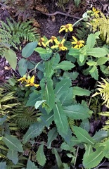 Senecio velleioides