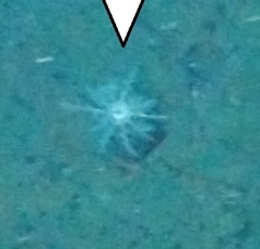 Psolus squamatus