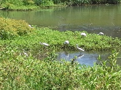 Egretta garzetta nigripes