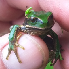 Gastrotheca pseustes