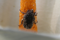 Oxythyrea funesta