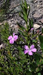 Coopernookia barbata