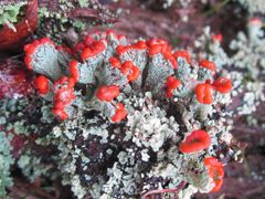 Cladonia incrassata
