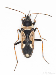 Raglius confusus