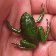 Gastrotheca pseustes