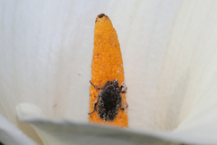 Oxythyrea funesta