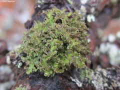 Tuckermanella fendleri