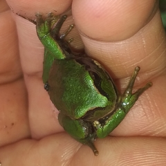 Gastrotheca pseustes