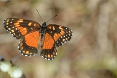 Chlosyne lacinia saundersi