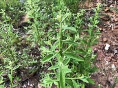 Pterocaulon redolens