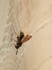 Leucospidae