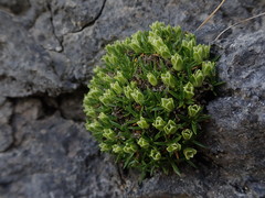 Colobanthus squarrosus squarrosus