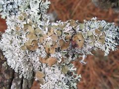 Imshaugia placorodia