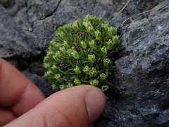 Colobanthus squarrosus squarrosus