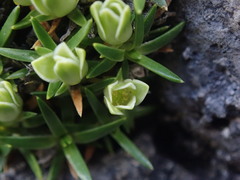 Colobanthus squarrosus squarrosus