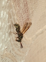 Leucospidae