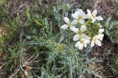 Erysimum franciscanum