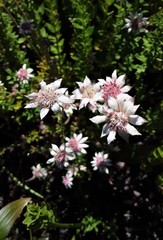 Actinotus forsythii