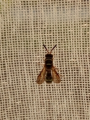 Leucospidae