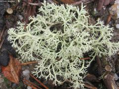 Cladonia submitis