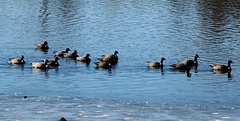 Branta hutchinsii