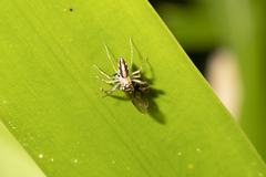 Tauala lepidus