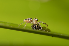 Tauala lepidus