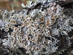 Imshaugia placorodia