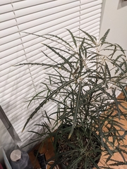 Plerandra elegantissima