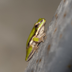 Litoria bicolor