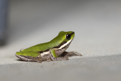 Litoria bicolor